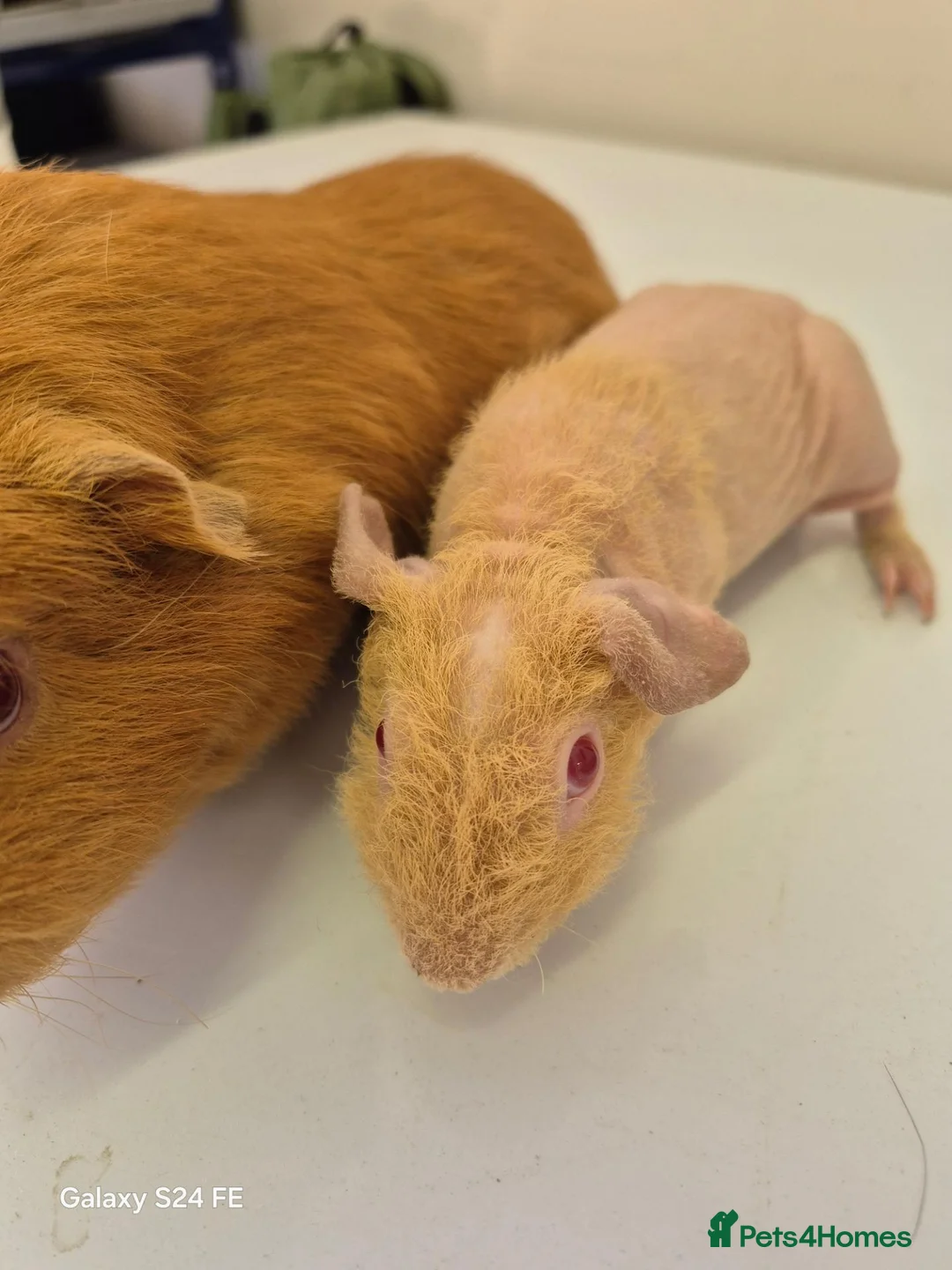 Guinea Pig rodents for sale: Male guinea and skinny pigs available  - Advert 7