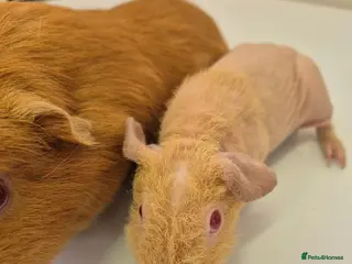 Guinea Pig rodents Male guinea and skinny pig pair available - Advert 10