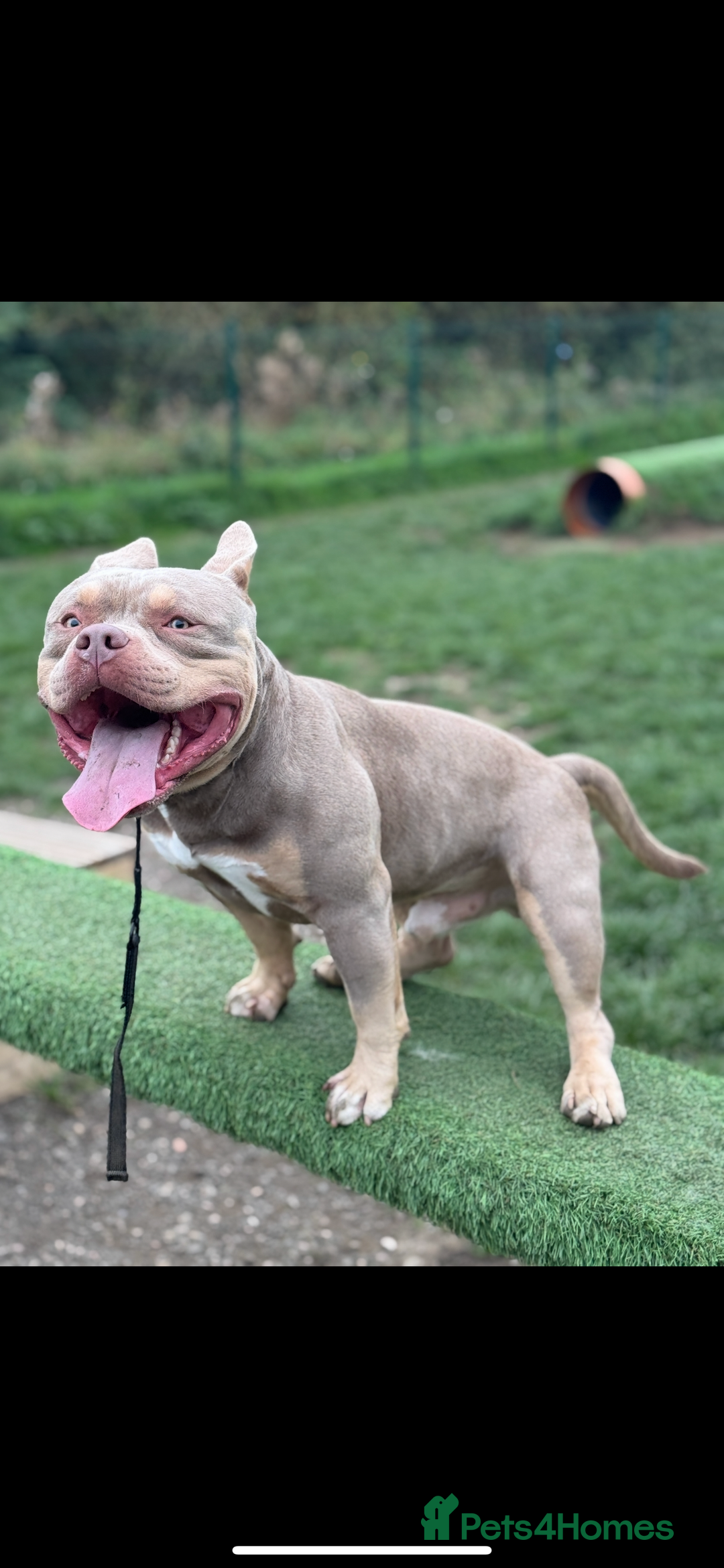 American Bully dogs for stud: 🖤BUGZY AMERICAN BULLY STUD🖤 - Advert 5