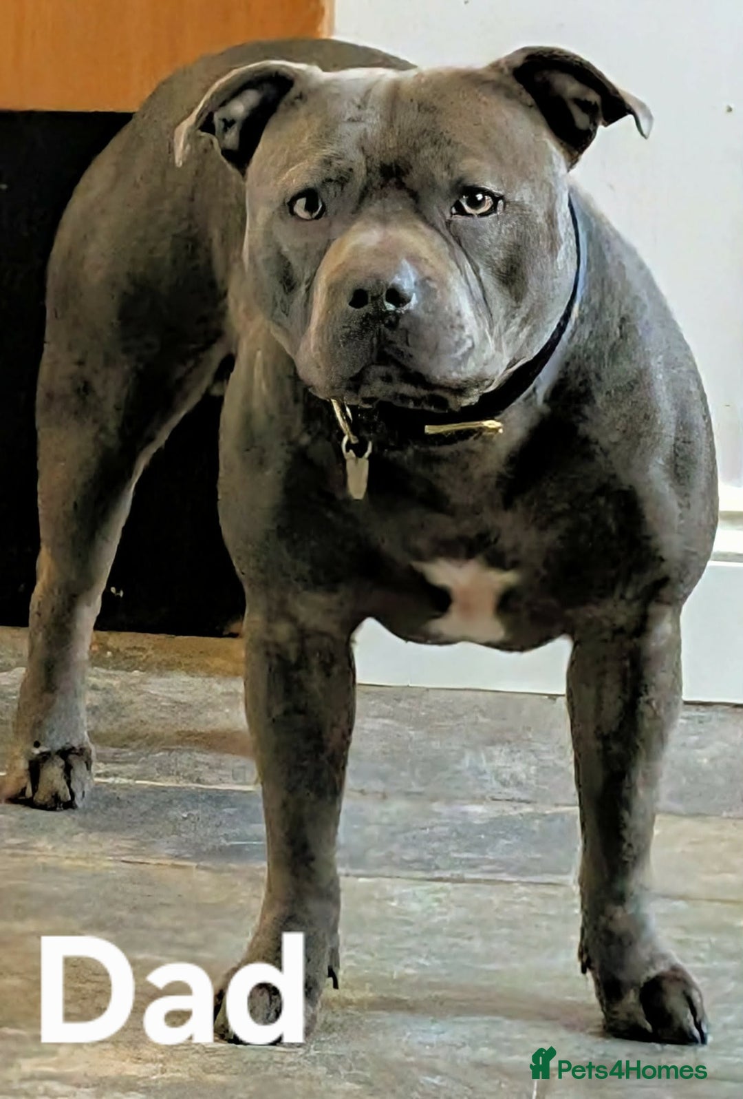 Staffordshire Bull Terrier dogs for sale: Beautiful Staffordshire Bull Terrier Puppies - Advert 10