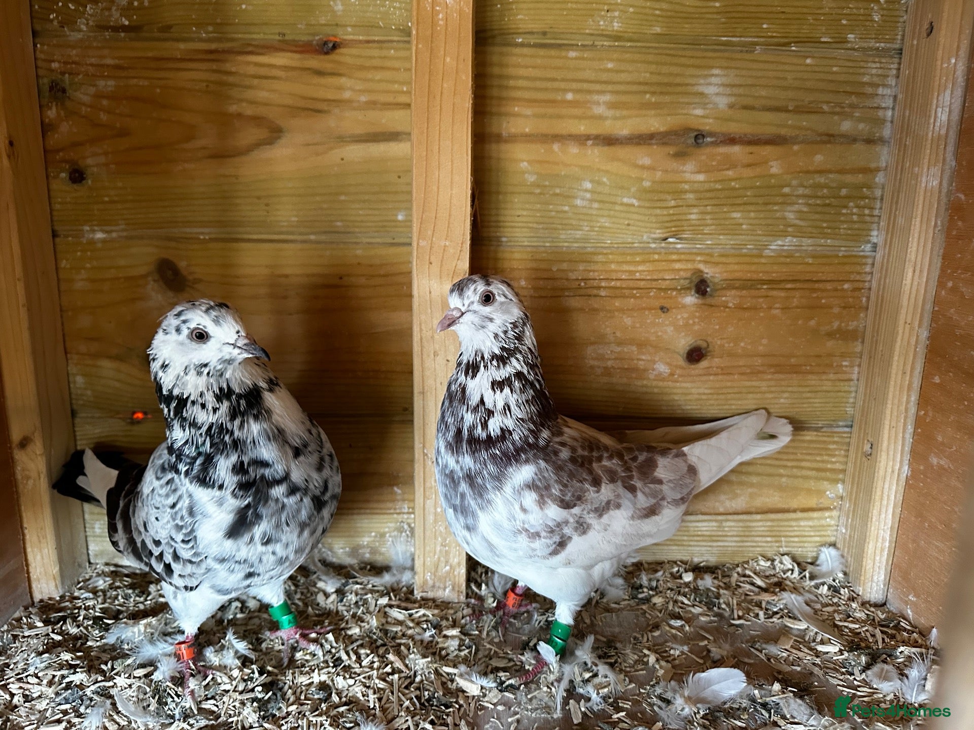 Pigeons birds Birmingham rollers for sale  - Advert 18