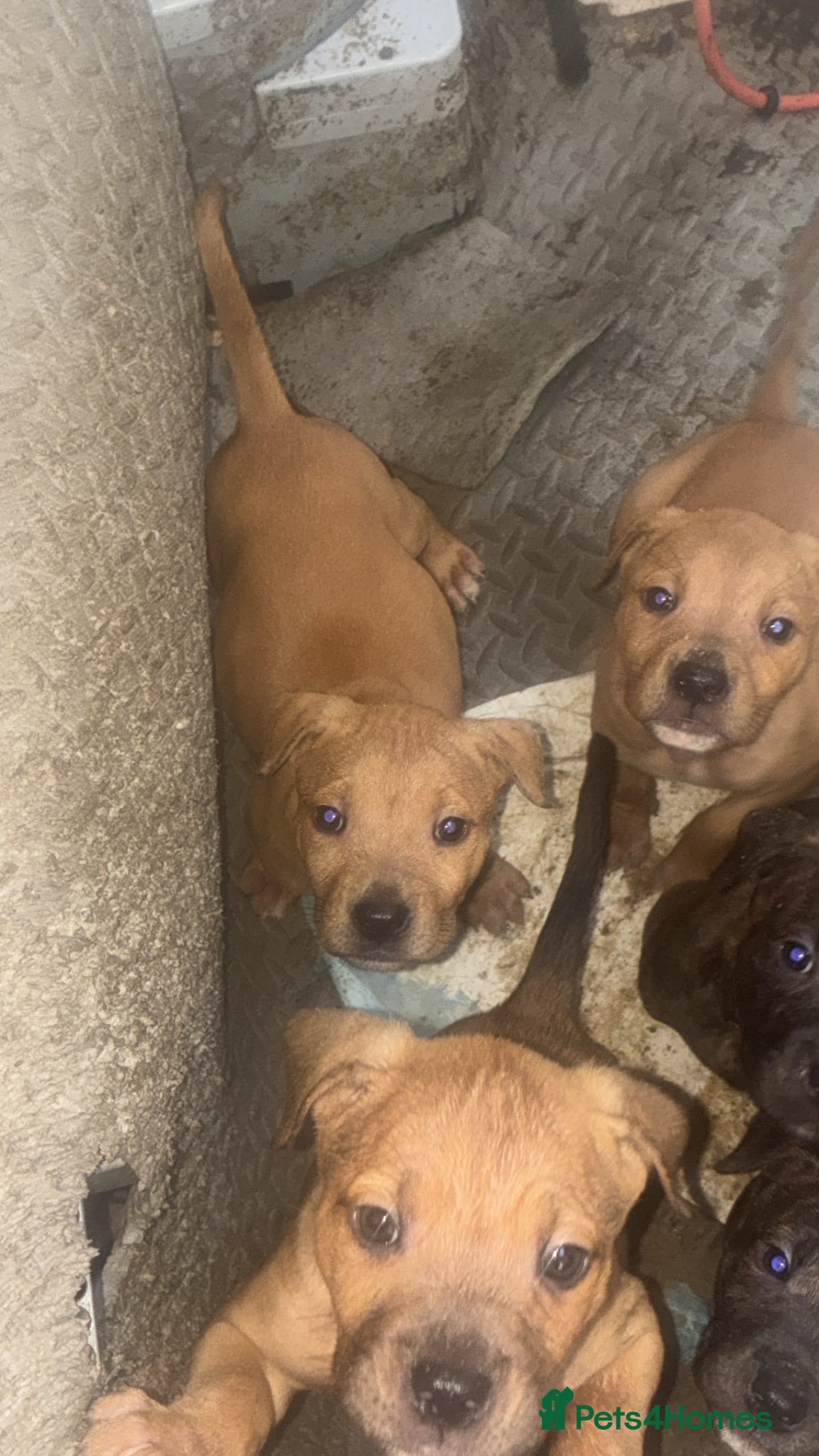 Mixed Breed dogs Staff cross mastiff  - Advert 1