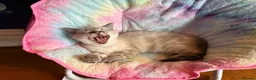 Mixed Breed cats for sale: Neutered male cat  - Advert 29