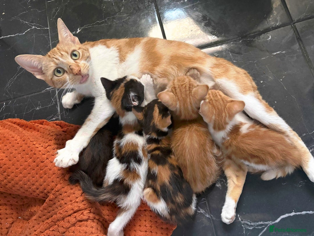 Aegean cats for sale: Aegean Kittens are looking for new home - Image 12