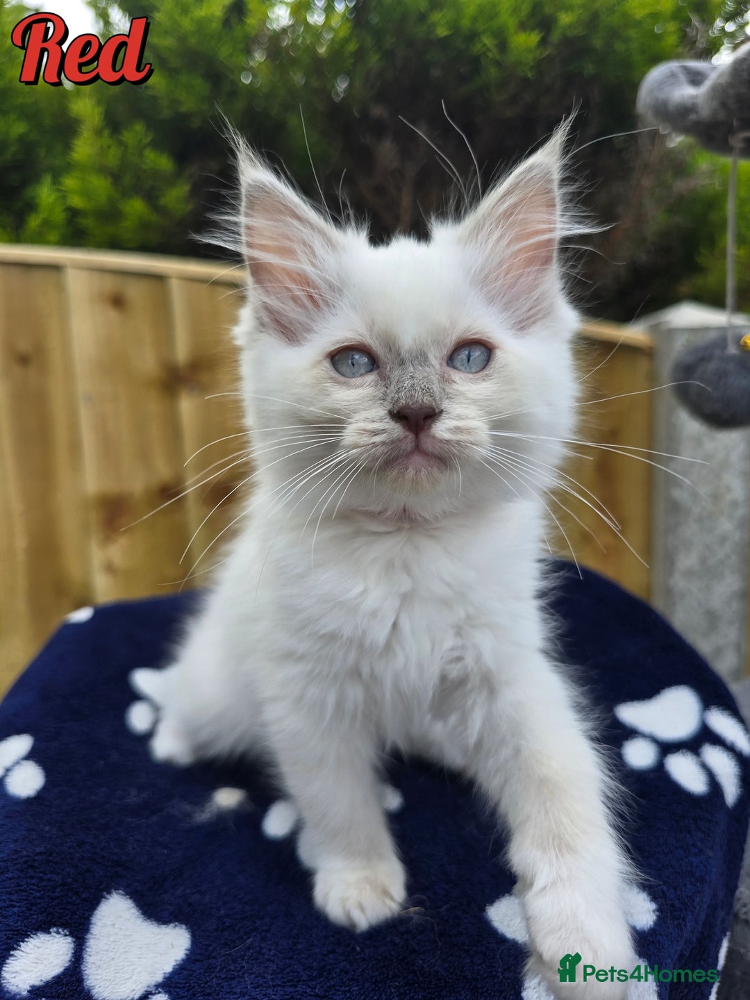 Ragdoll cats for sale: 🤍 STUNNING GCCF REGISTERED RAGDOLL KITTENS 🤍🤍 - Image 15