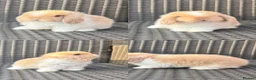 Mini Lop rabbits for sale: Pure bred mini lop bunnies  in Berkhamsted - Advert 5