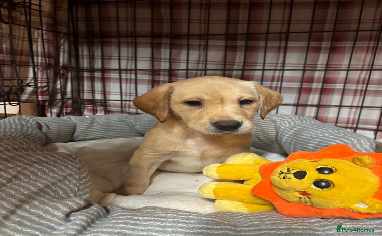 Labrador Retriever dogs Leaving this weekend to new homes!🏡 - Advert 4