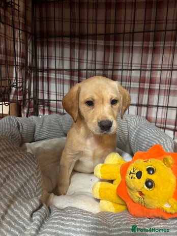 Labrador Retriever dogs Leaving this weekend to new homes!🏡 - Advert 2