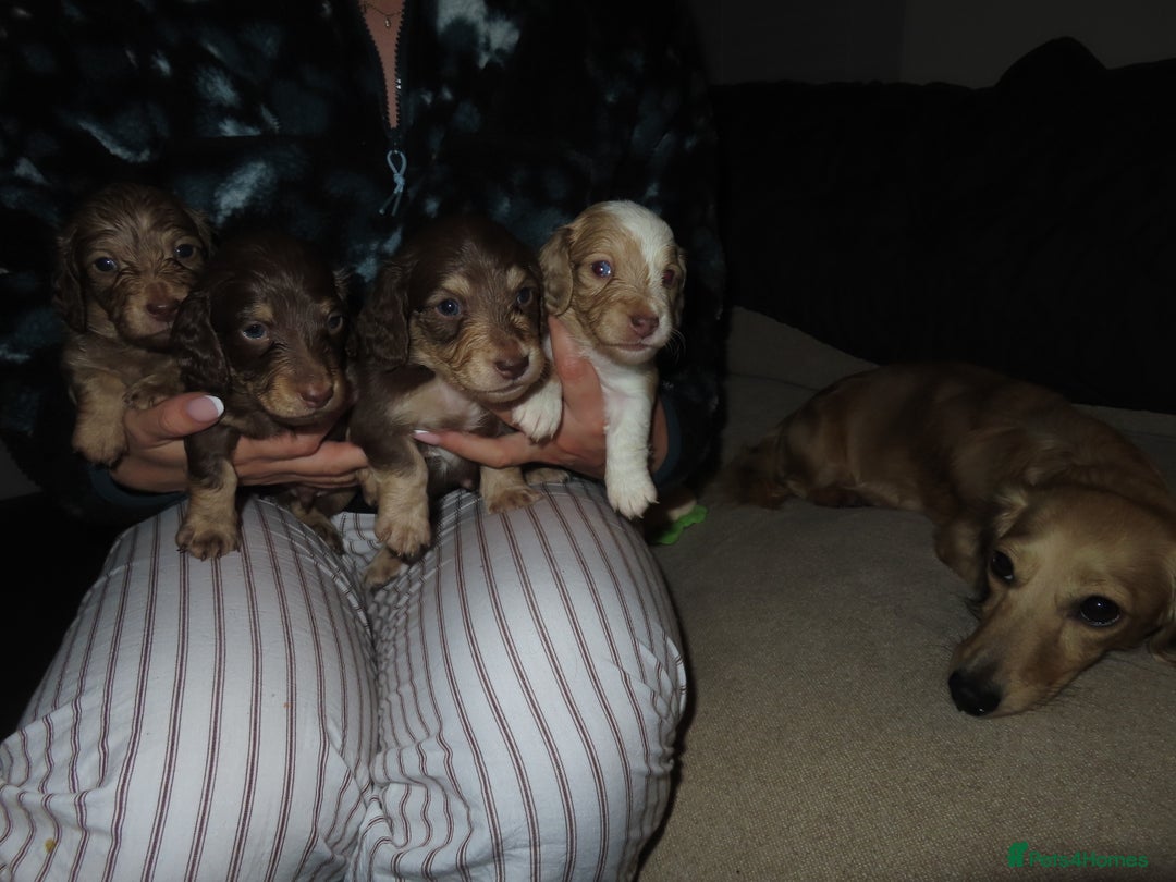 Miniature Dachshund dogs for sale: Long-Haired KC Miniature Dachshund Puppies  - Advert 2