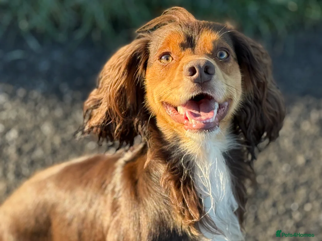 Cocker Spaniel dogs for sale: Stunning cocker spaniel pups - Advert 22