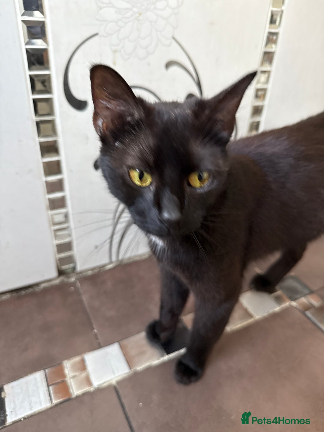 Mixed Breed cats for sale: Black 1 year old female Cat - Image 3