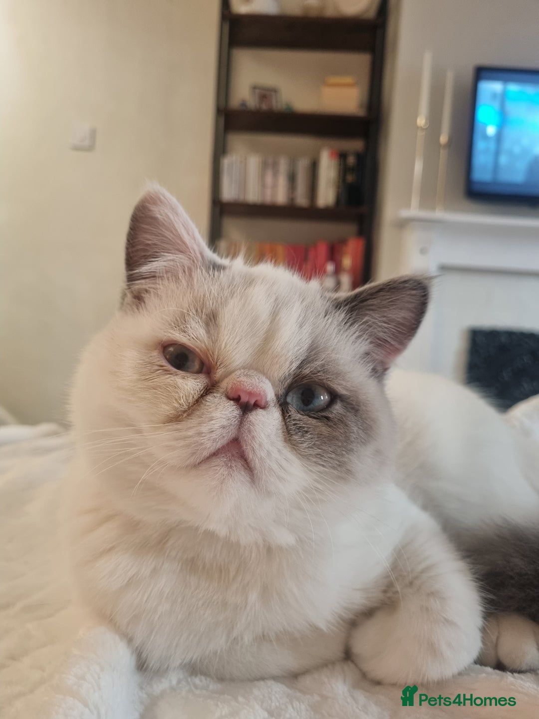 Exotic cats for stud: Blue Cream Point Exotic Shorthair Male for Stud - Advert 7