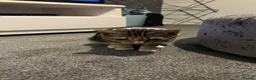 British Shorthair cats for sale: Playful 9 month old kitten looking for a new home - Advert 3