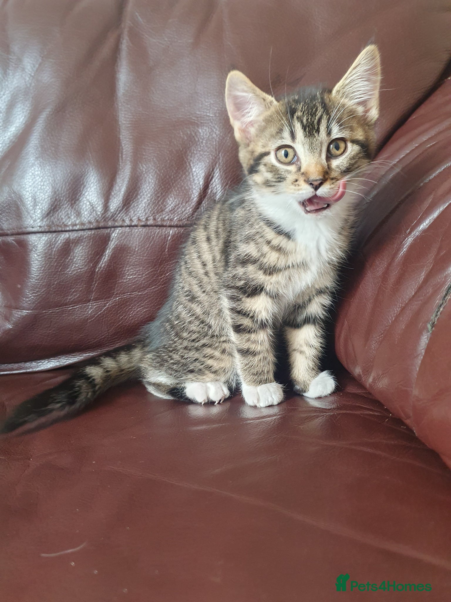Mixed Breed cats for sale: Beautiful Mix Breed - Advert 7