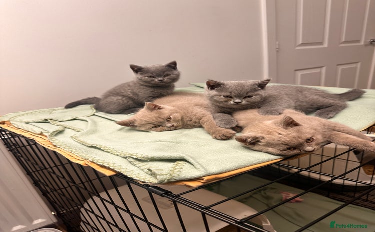 British Shorthair cats - Advert 8
