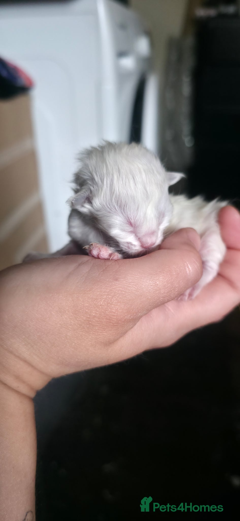Ragdoll cats for sale: Pure Ragdoll kittens! - Advert 8