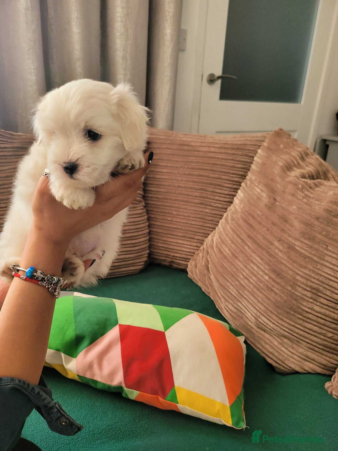Coton De Tulear dogs for sale: Gorgeous puppies 🐶 KC registered - Image 6