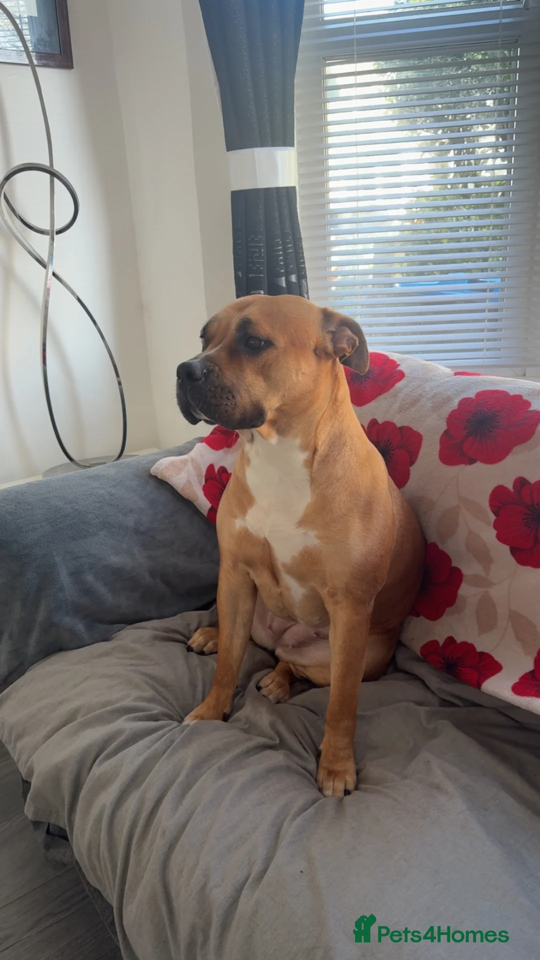 Mixed Breed dogs for sale: Seeking a Forever Heart for Our Sweet Girl - Advert 2