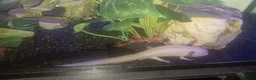 Other/Mixed Breed fish for sale: Two male axolotls  in Stockton-on-Tees - Advert 2
