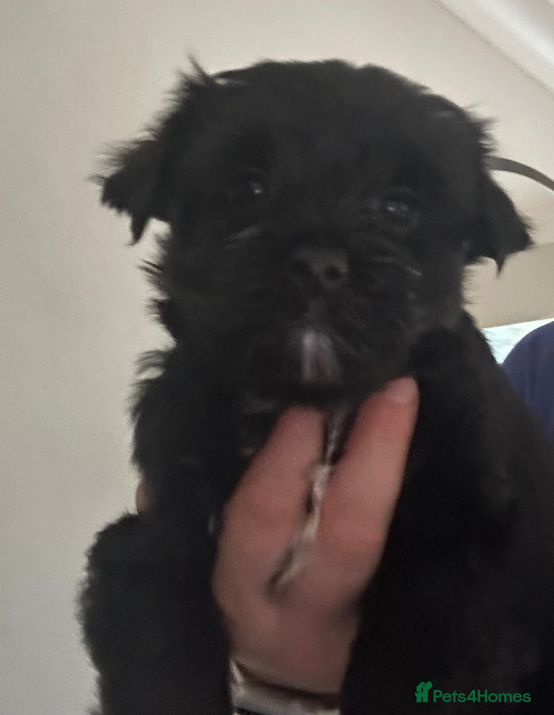 Yorkshire Terrier dogs for sale: Colourful Yorkshire terrier  - Image 17