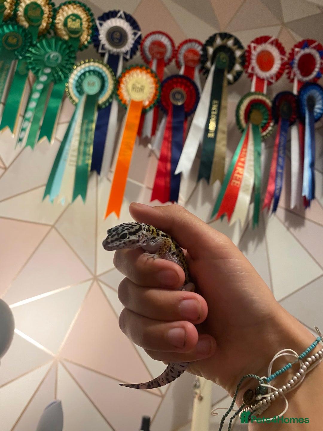 Leopard Gecko reptiles for sale: 10 month old Leopard Gecko + setup - Advert 1