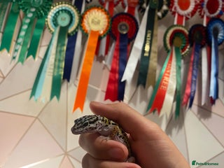 Leopard Gecko reptiles 10 month old Leopard Gecko + setup - Advert 1