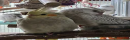Cockatiels birds for sale: 8 week old female cockatiels - Advert 13