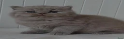 British Shorthair cats for sale: Adorable lilac British shorthair kittens - Advert 9