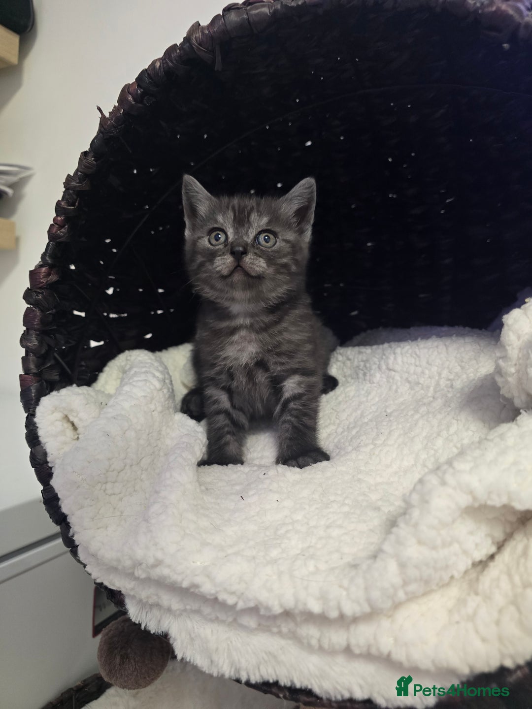 Scottish Fold cats for sale: Beautiful 😍 Scottish Fold/Straight kittens  - Advert 10