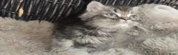 Persian cats for sale: Beautiful Persian babies available now  - Advert 22