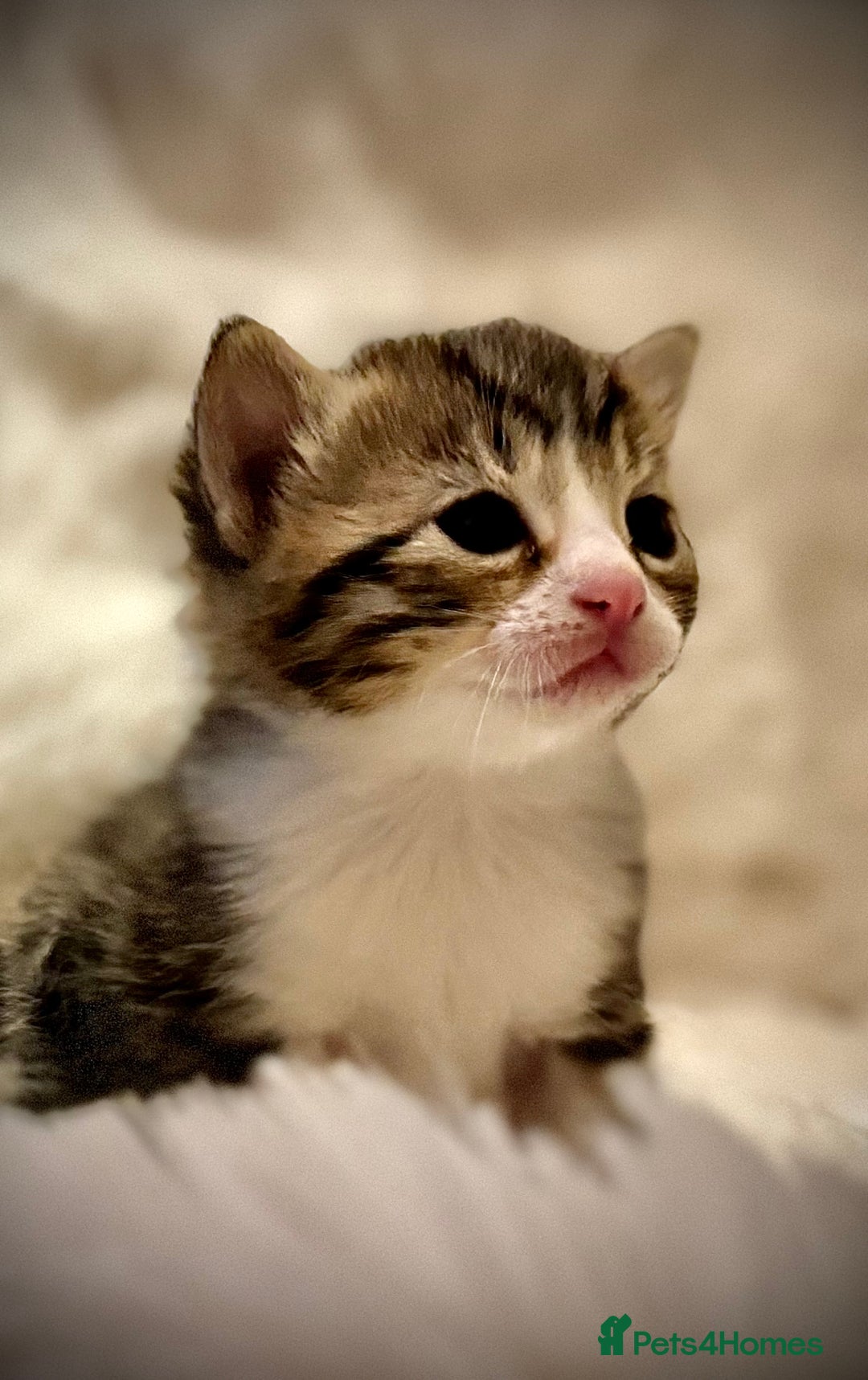 Ragdoll cats for sale: ✨ Exquisite Ragdoll-Bengal Baby Kittens ✨ - Advert 3