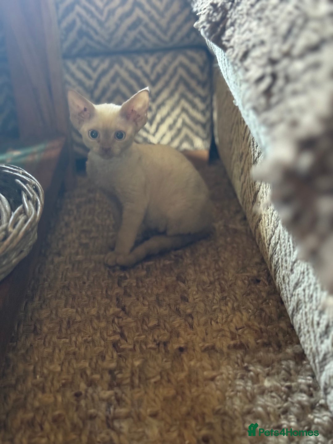 Devon Rex cats for sale: 2 beautiful female Devon Rex kittens  - Image 5