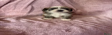 Havanese 1