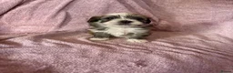 Havanese dogs for sale: Gorgeous litter of Havanese puppies. - Advert 38