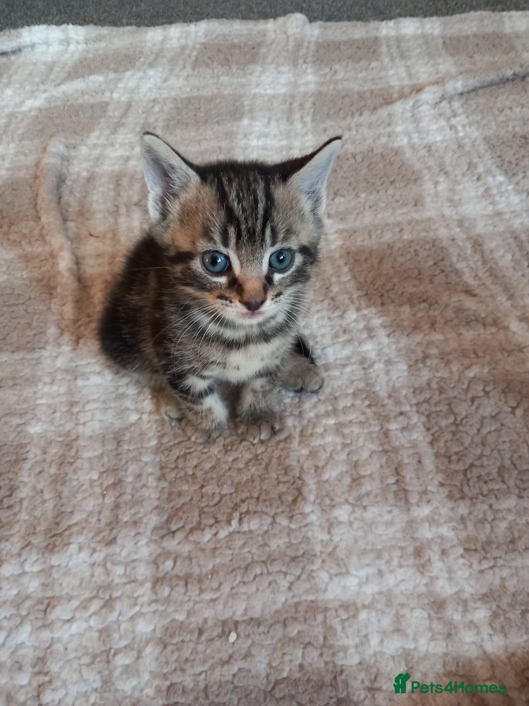 British Shorthair cats for sale: Stunning, Cheeky, Mischievous Kittens for Sale. - Image 8