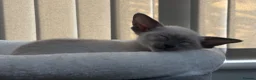 Siamese cats for sale: GCCF registered Siamese kittens - Advert 5