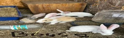 Continental Giant rabbits for sale: Gorgeous continental giant rabbits in Melton Constable - Advert 2