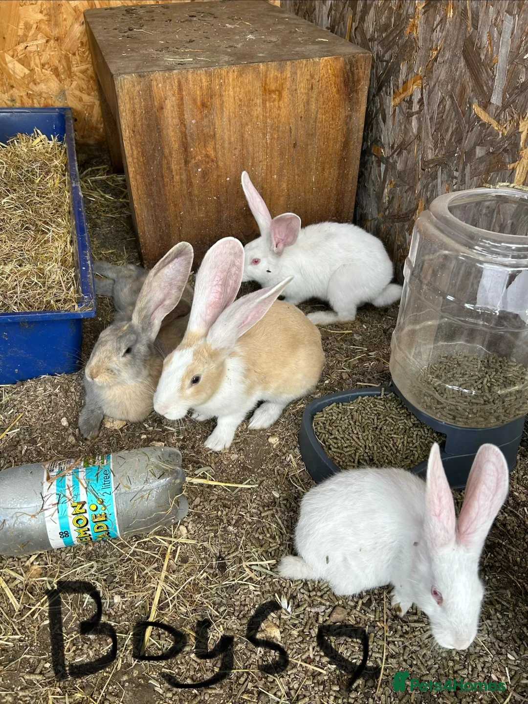 Continental Giant rabbits for sale: Gorgeous continental giant rabbits in Melton Constable - Advert 2