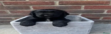 Sprocker 3
