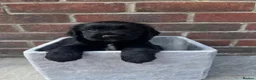 Sprocker dogs for sale: Working Sprocker Puppies - Advert 7