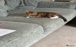 Mixed Breed cats for sale: Tortoiseshell Girl  - Image 2