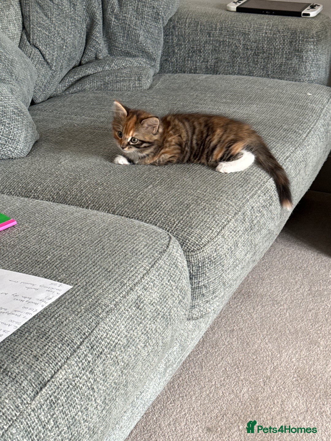 Mixed Breed cats for sale: Tortoiseshell Girl  - Image 2