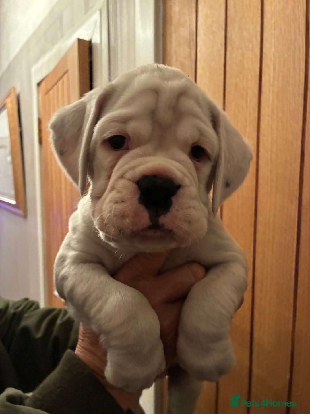 Boxer dogs for sale: Beautiful white Boxer puppies - Advert 2