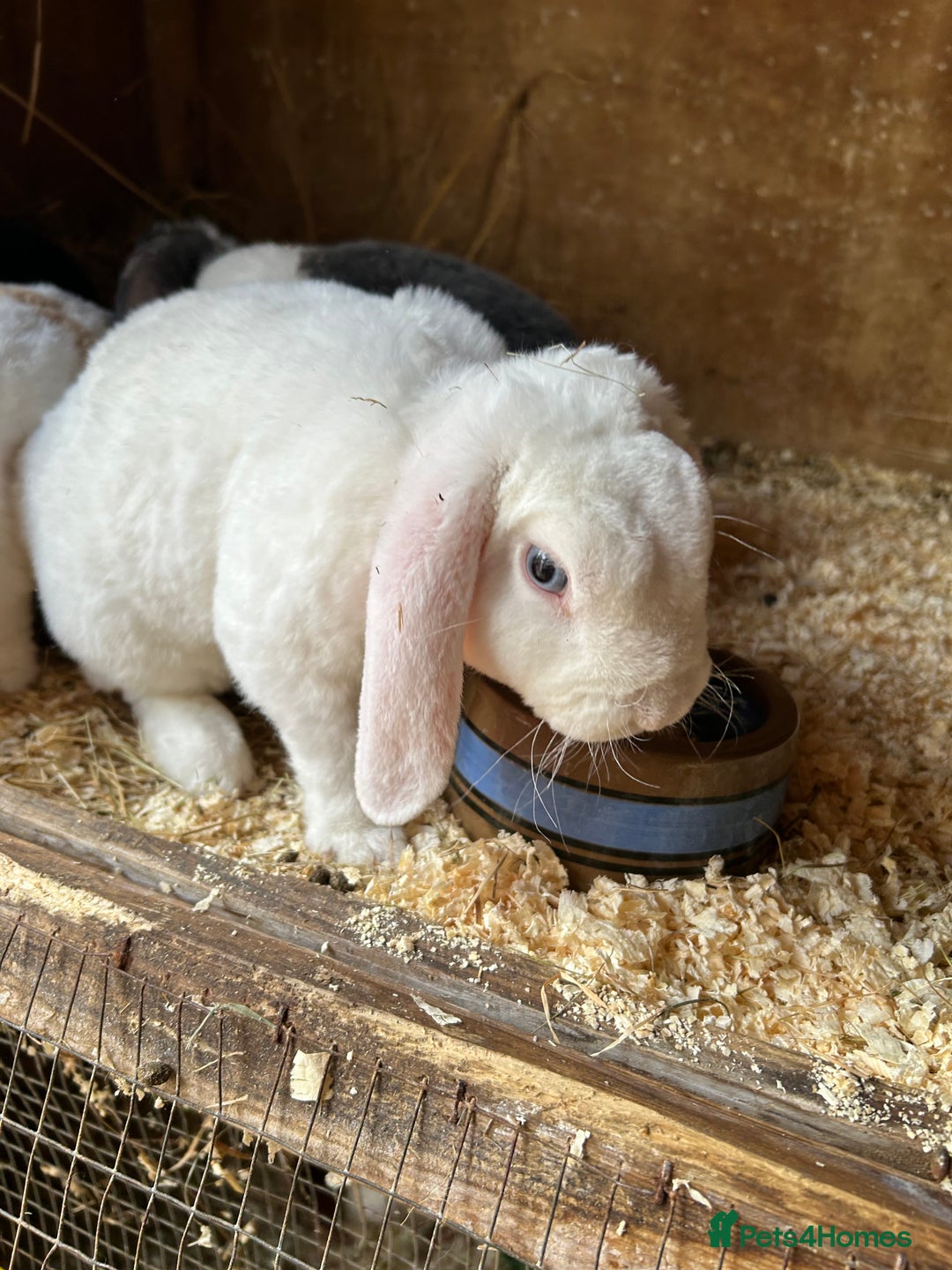 Mini Lop rabbits for sale: Blue eyed white mini plush lop doe - Image 3