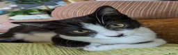 Mixed Breed cats for sale: Tuxedo twins  in Rochdale - Advert 4