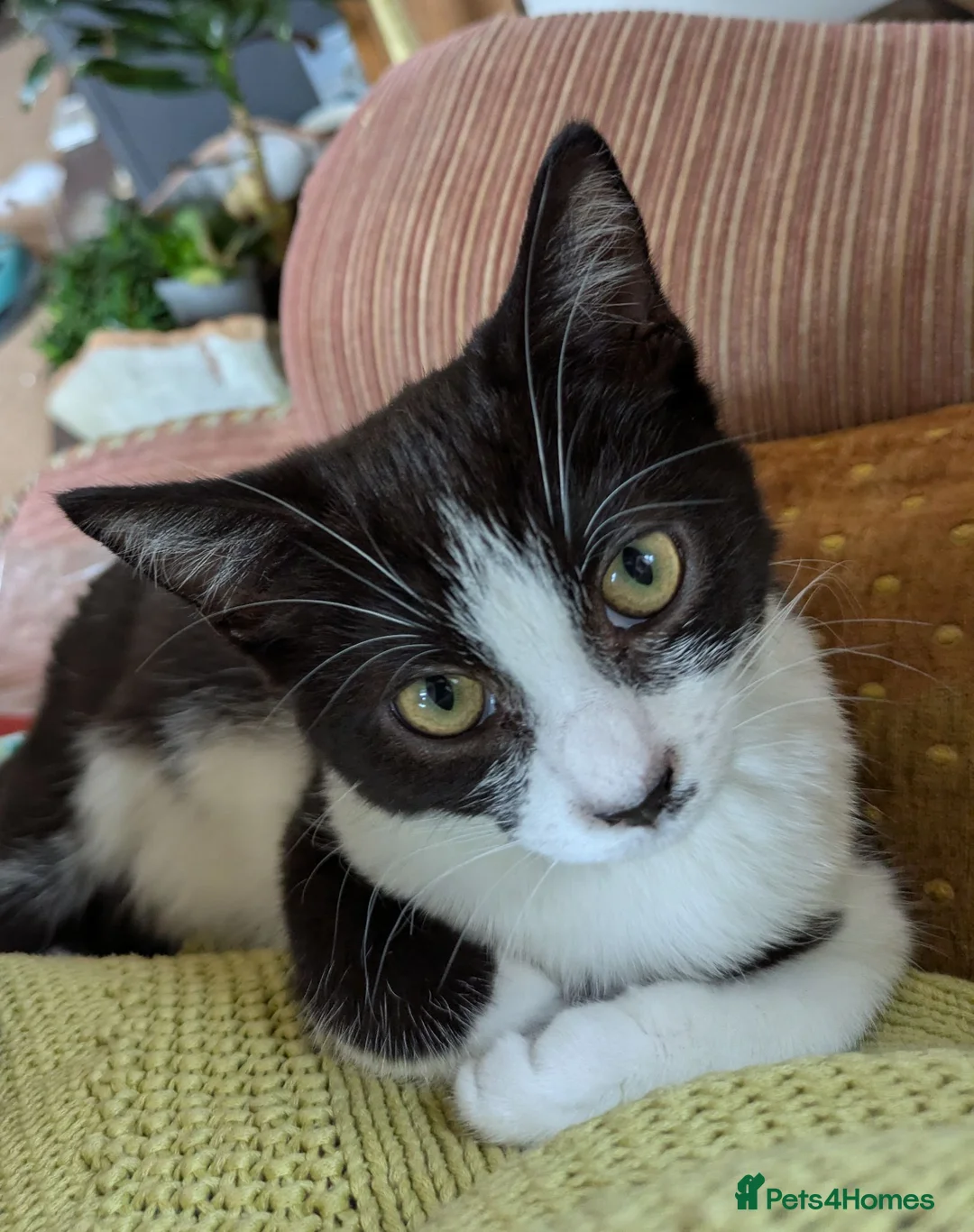 Mixed Breed cats for sale: Tuxedo twins  in Rochdale - Advert 4