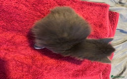 Mixed Breed cats for sale: Beautiful kittens  - Image 10