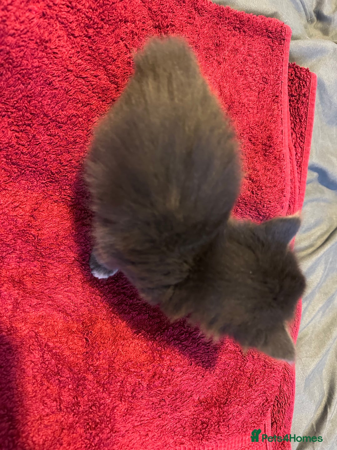 Mixed Breed cats for sale: Beautiful kittens  - Image 10