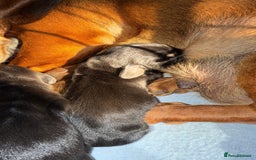 Dachshund dogs for sale: Dachshund puppies looking for new family  - Image 12
