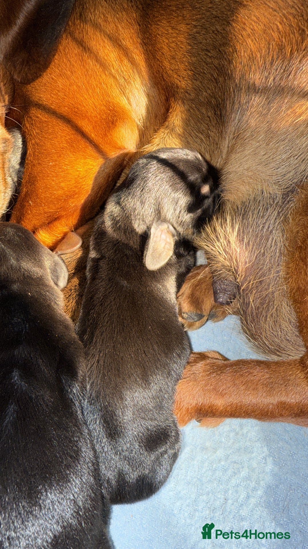 Dachshund dogs for sale: Dachshund puppies looking for new family  - Image 12